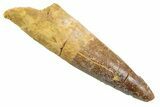 Fossil Spinosaurus Tooth - Real Dinosaur Tooth #352389-1